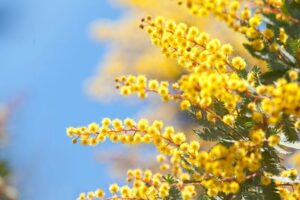 Wattle flowers