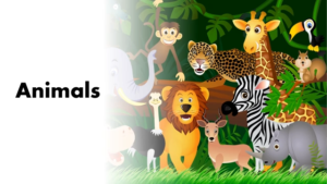 Animals